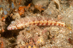 Parapercis stricticeps