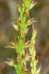 Prasophyllum maccannii