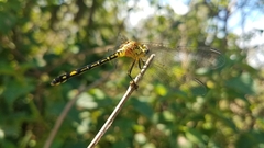 Neodythemis