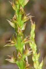 Prasophyllum maccannii