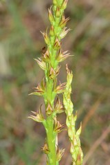 Prasophyllum maccannii