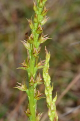 Prasophyllum maccannii