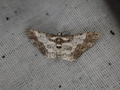 Physocleora albibrunnea