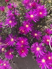 Lampranthus spectabilis