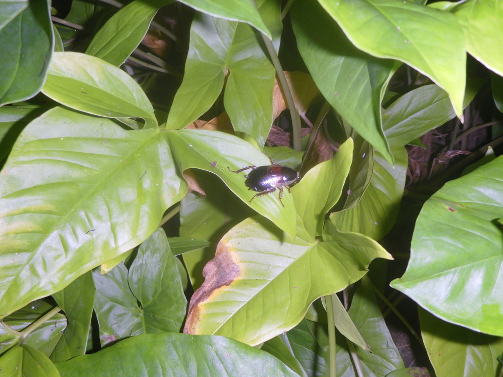 Pelmatosilpha purpurascens