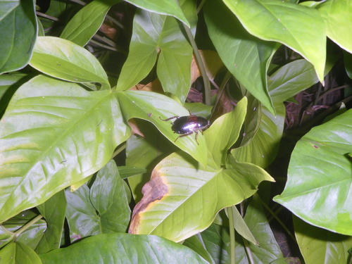 Pelmatosilpha purpurascens