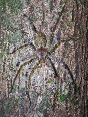 Heteropoda boiei