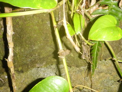 Eleutherodactylus johnstonei