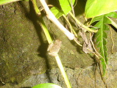 Eleutherodactylus johnstonei