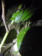 Eleutherodactylus johnstonei