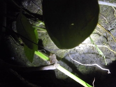 Eleutherodactylus johnstonei