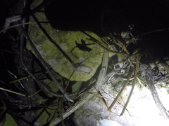 Eleutherodactylus johnstonei