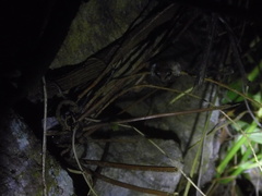 Eleutherodactylus johnstonei