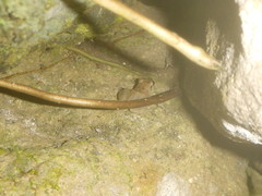 Eleutherodactylus johnstonei