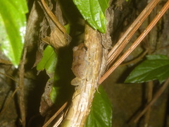 Eleutherodactylus johnstonei