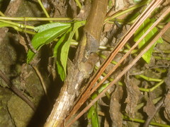 Eleutherodactylus johnstonei