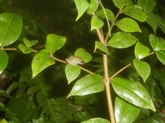 Eleutherodactylus johnstonei