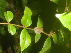 Eleutherodactylus johnstonei