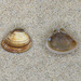 photo of Little Trough Shell (Spisula trigonella)
