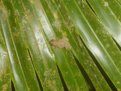 Eleutherodactylus johnstonei