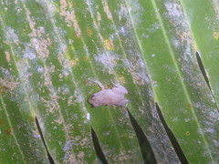 Eleutherodactylus johnstonei