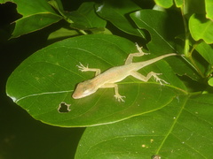 Anolis sabanus