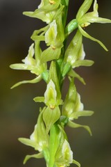 Prasophyllum maccannii