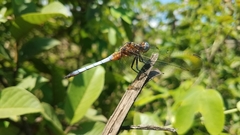 Orthetrum azureum