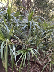 Pandanaceae