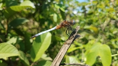 Orthetrum azureum