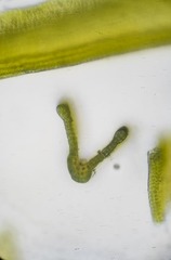 Racomitrium macounii macounii