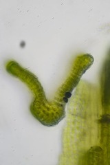 Racomitrium macounii macounii