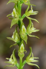 Prasophyllum maccannii