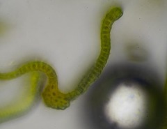 Racomitrium macounii macounii