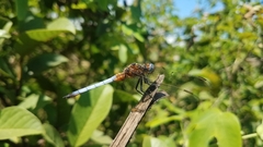 Orthetrum azureum
