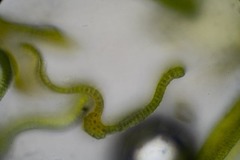 Racomitrium macounii macounii