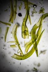 Racomitrium macounii macounii