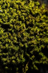 Racomitrium macounii macounii