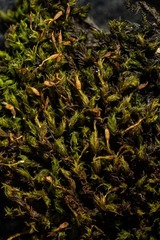 Racomitrium macounii macounii