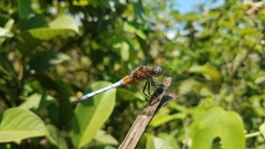 Orthetrum azureum