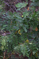 Lonchocarpus rugosus