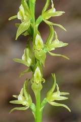 Prasophyllum maccannii