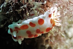 Goniobranchus tasmaniensis