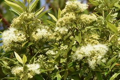 Backhousia citriodora