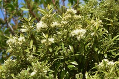 Backhousia citriodora