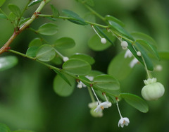 Synostemon albiflorus