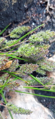 Tribolium hispidum