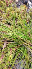 Tribolium hispidum