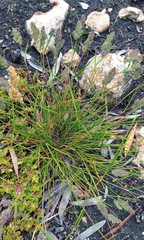 Tribolium hispidum