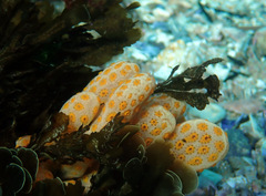 Botrylloides perspicuus